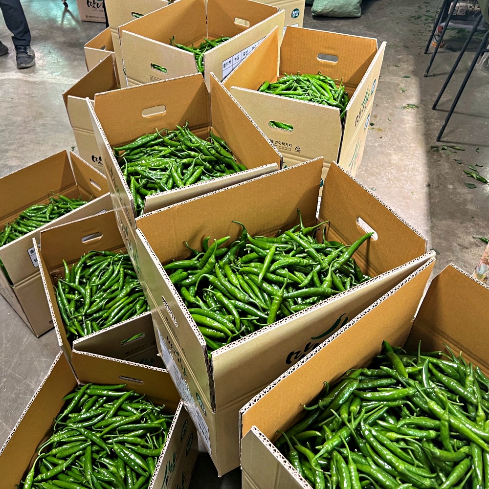 청양고추 땡초 1kg 못난이 상 특 - 상세 이미지 3