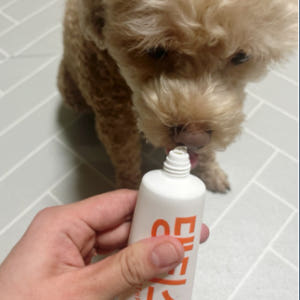 헬로마이펫 강아지 치약 칫솔 세트 미세모 구취제거 솔직 후기 | 실제 사용자 리뷰 총정리 - 상품 이미지 4