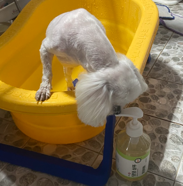 강아지 천연샴푸 개피부각질 강아지 아토피샴푸 발사탕 500ml