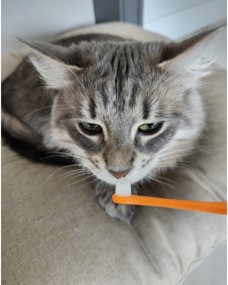 헬로마이펫 강아지 칫솔 미세모 애견 치석제거 강아지양치 고양이칫솔