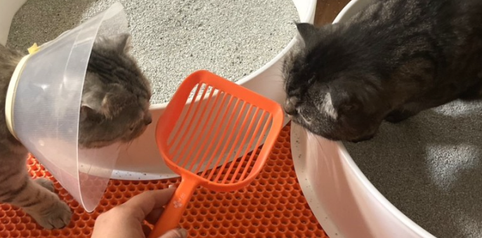 헬로마이펫 고양이 모래삽 화장실 벤토나이트 두부 카사바 모래 - 상세 이미지 3