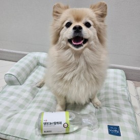 헬로마이펫 강아지 고양이 오줌 소변배변 냄새제거 탈취제 500ml - 상세 이미지 2