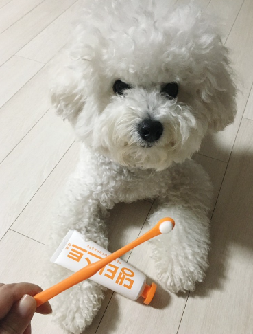 헬로마이펫 강아지 칫솔 미세모 애견 치석제거 강아지양치 고양이칫솔