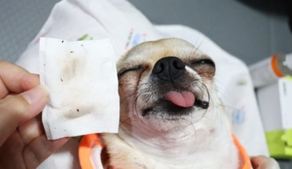 헬로마이펫 강아지화장솜 귀청소 눈물세정 댕댕목화솜 80매