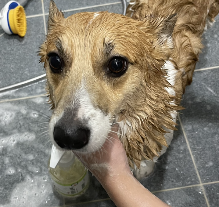 강아지 천연샴푸 개피부각질 강아지 아토피샴푸 발사탕 500ml