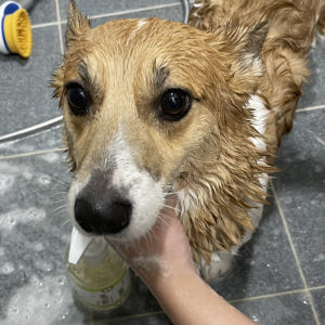 강아지 천연샴푸 개피부각질 강아지 아토피샴푸 발사탕 500ml 솔직 후기 | 실제 사용자 리뷰 총정리 - 상품 이미지 3