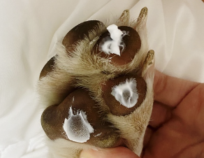 헬로마이펫 강아지 피부 연고 보습제 상처 습진 링웜 연고 발바닥밤 댕댕카솔 SET 150g