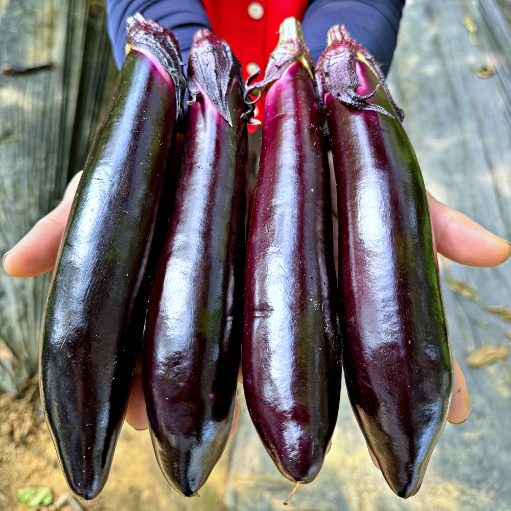 가지 축양가지 1kg 2kg 3kg 특 국내산 - 상품 이미지