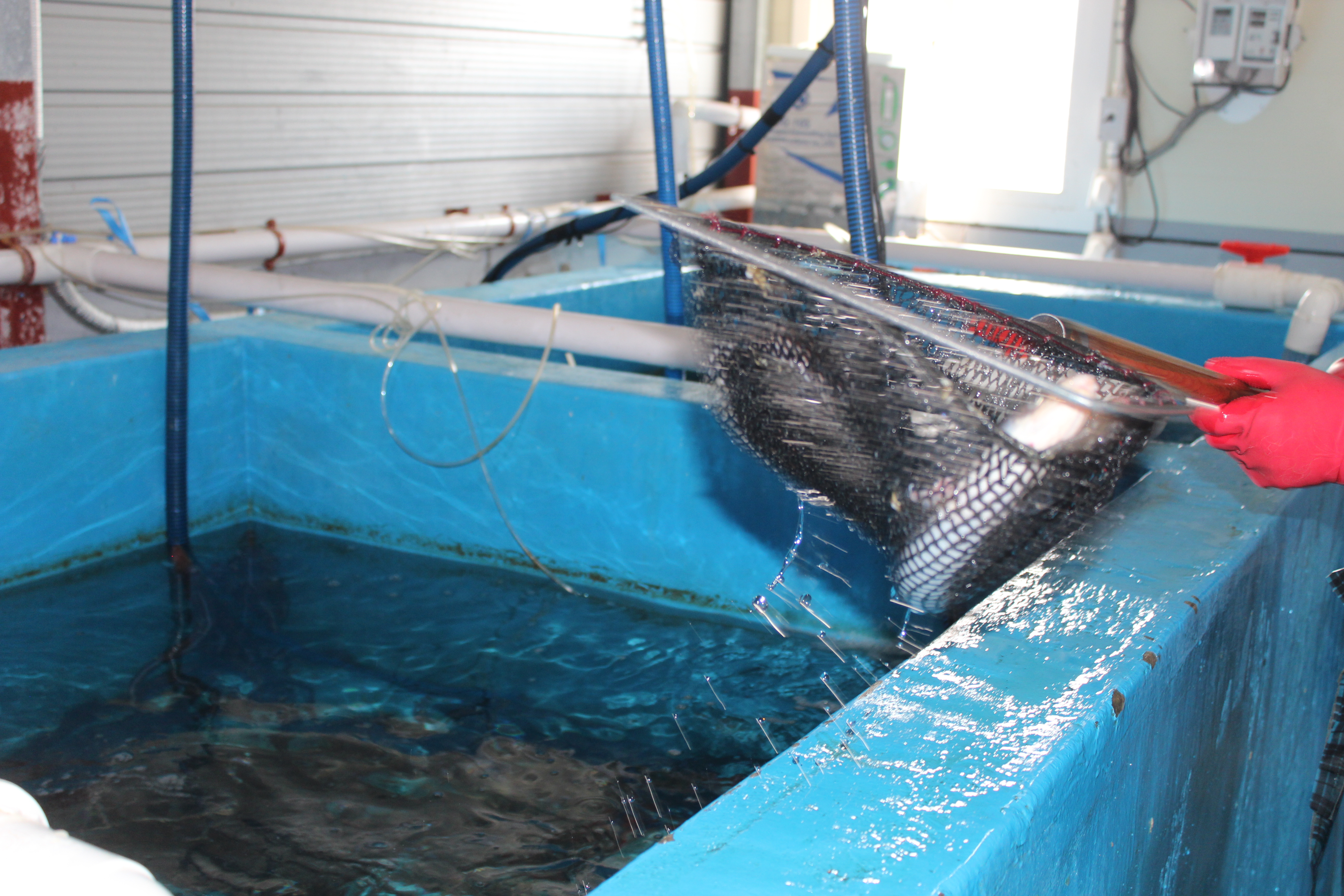 통영 손질 자연산 바다장어 특품 850g, 1개 - 상세 이미지 4