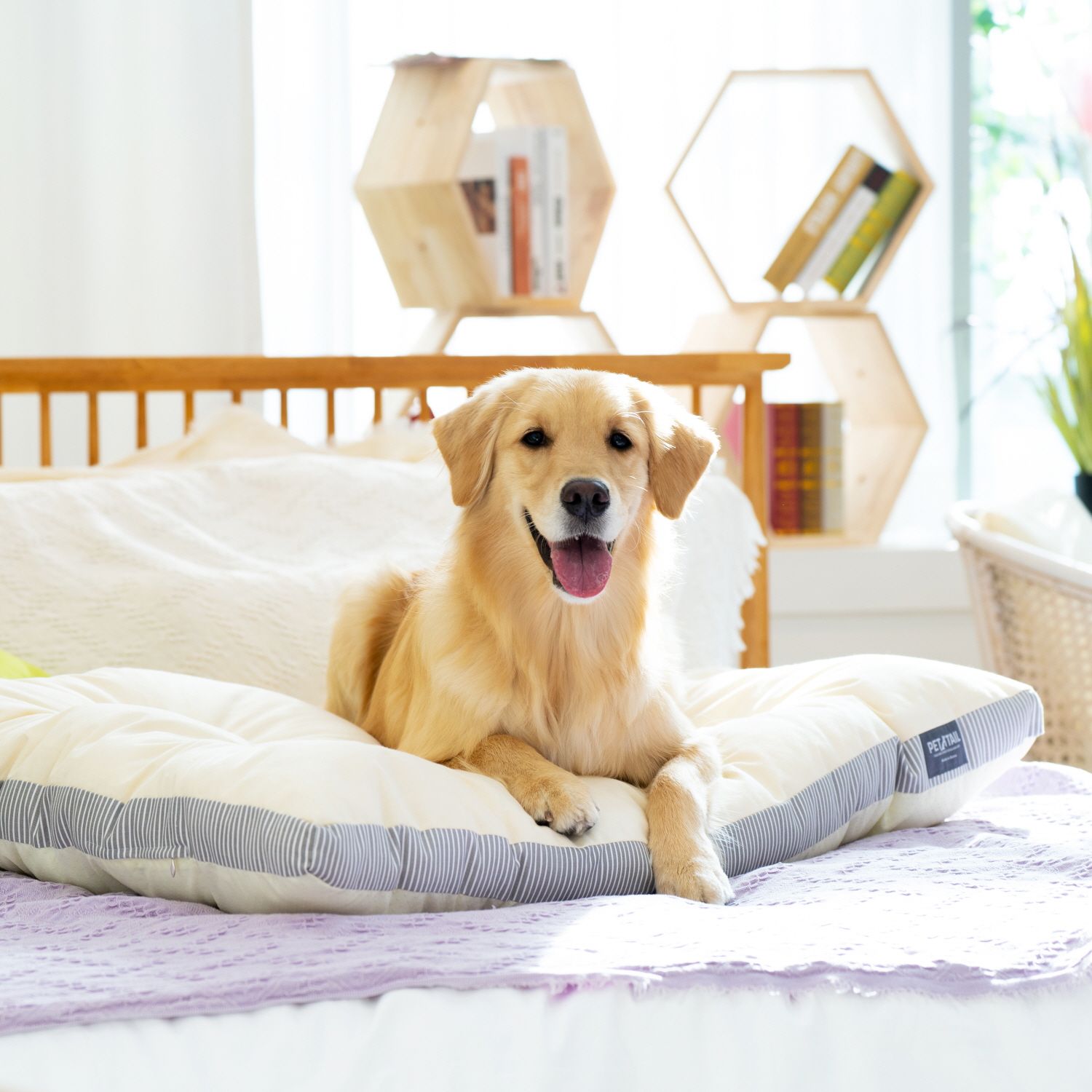 펫테일 올독방석 강아지 방석 대형견 쿠션 극세사 면 M