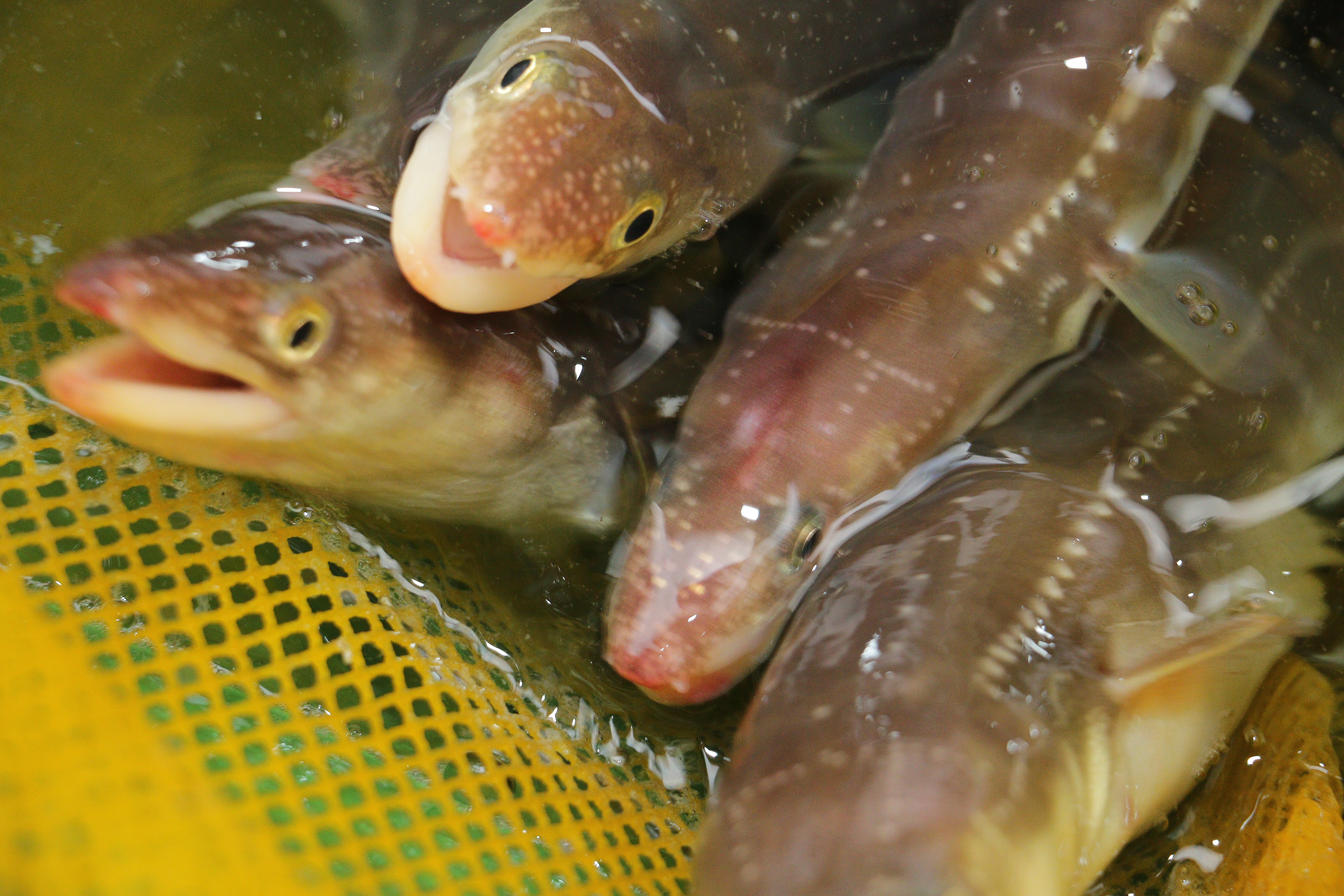 통영 손질 자연산 바다장어 특품 850g, 1개 - 상세 이미지 3