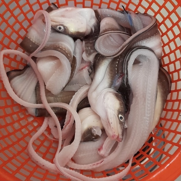 통영 손질 자연산 바다장어 특품 850g, 1개 - 상세 이미지 5