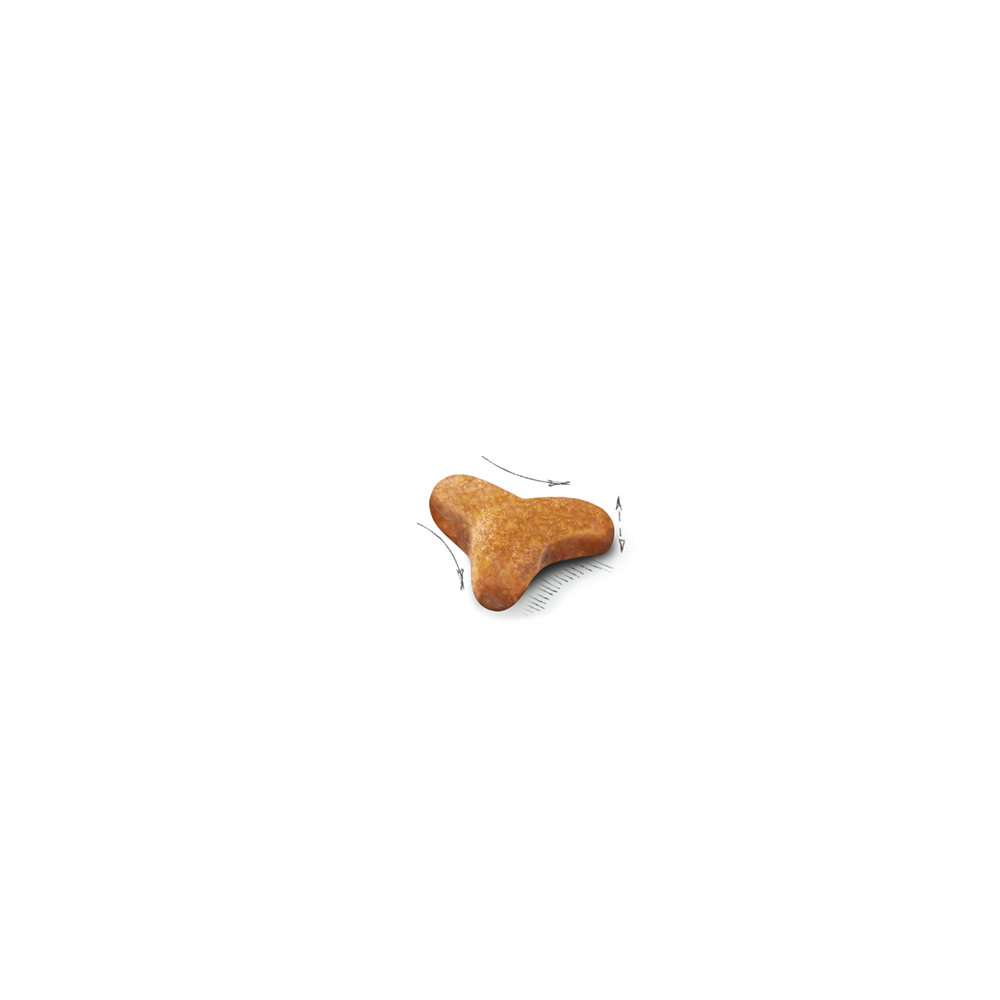 로얄캐닌 캣 뱅갈, 10kg, 1개 - 상세 이미지 3