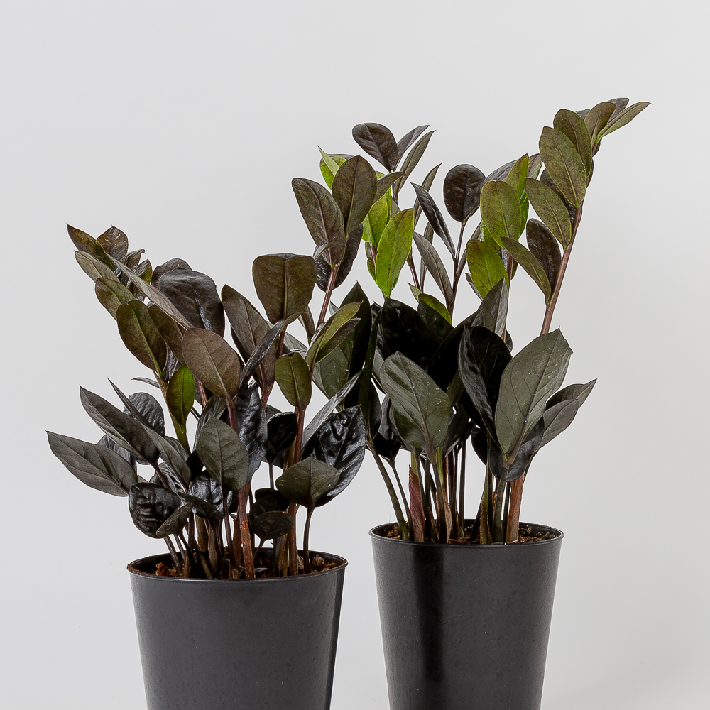 블랙 금전수 돈나무 돈들어오는 인테리어식물 거실화분 종류