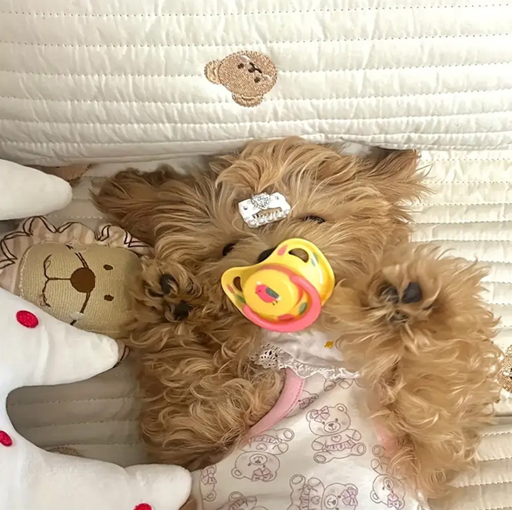 개과천선 다다 강아지 쪽쪽이 이갈이 장난감 스트레스 해소 치발기 치석제거 색상랜덤 3개 이미지 8