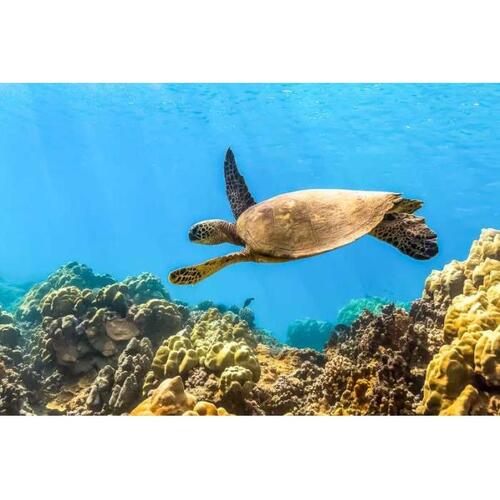 미국 하와이 마우이 친환경 몰로키니와 거북이 마을 투어