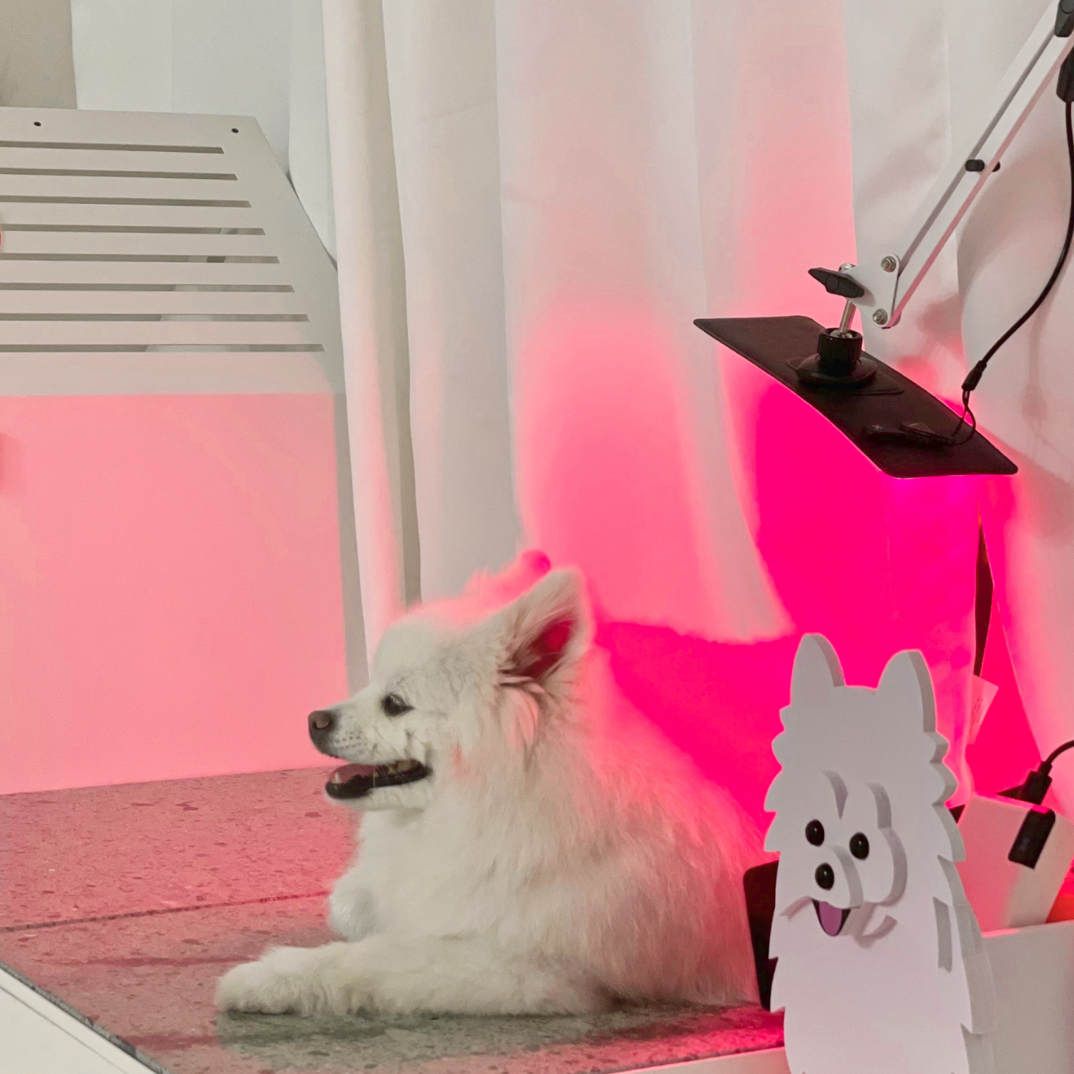 아픈 강아지 고양이 피부병 슬개골탈구 책임지는 근적외선 치료기 펫스니즈- 닥터펫 펫큐어레이 - 상세 이미지 3