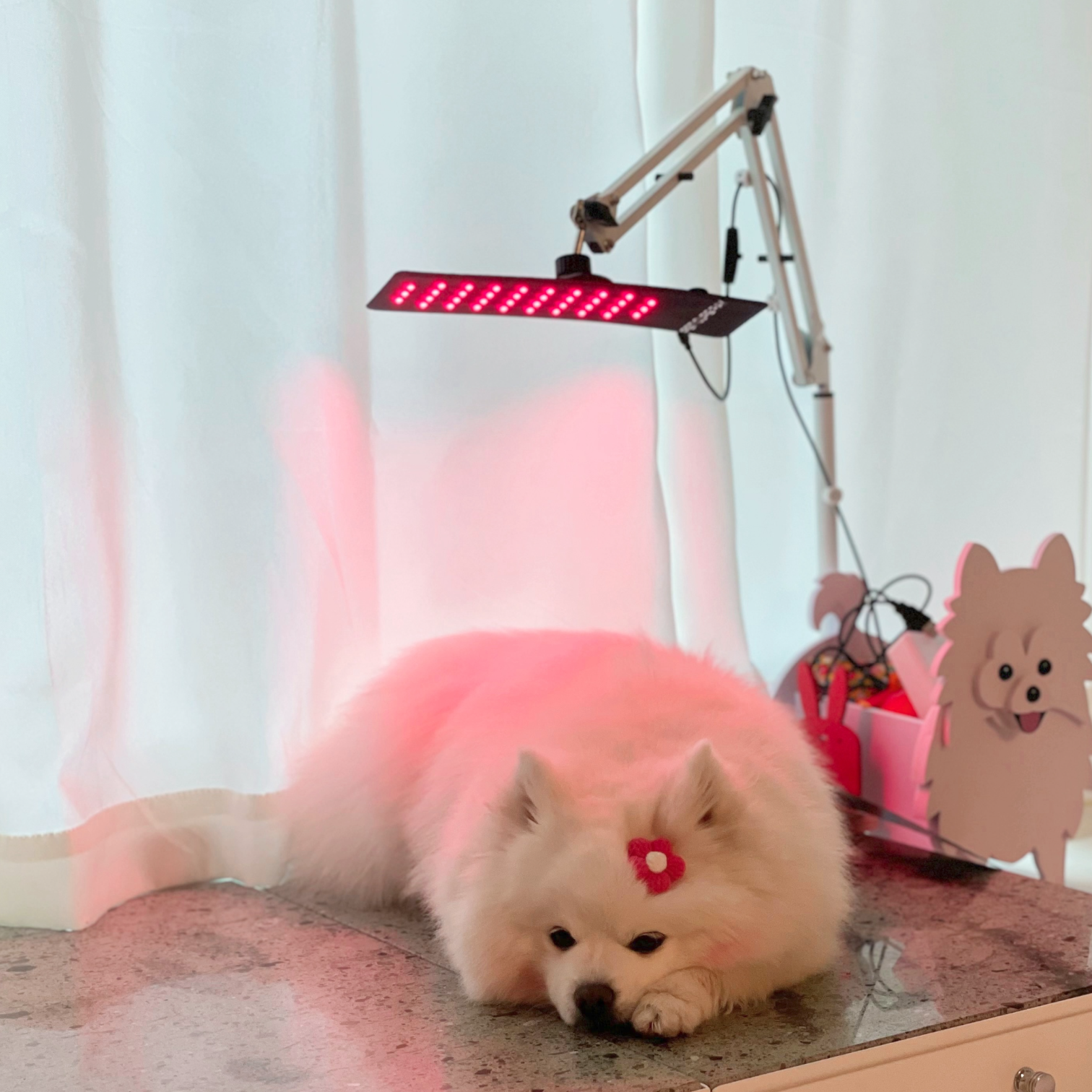 아픈 강아지 고양이 피부병 슬개골탈구 책임지는 근적외선 치료기 펫스니즈- 닥터펫 펫큐어레이 - 상세 이미지 5