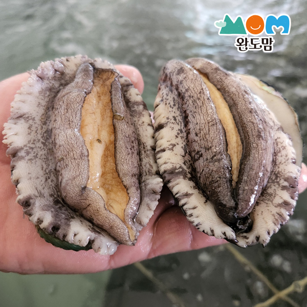 완도맘 완도 활전복 1kg+세척솔 전복 특대전복 대통령전복 사이즈별 - 상세 이미지 3