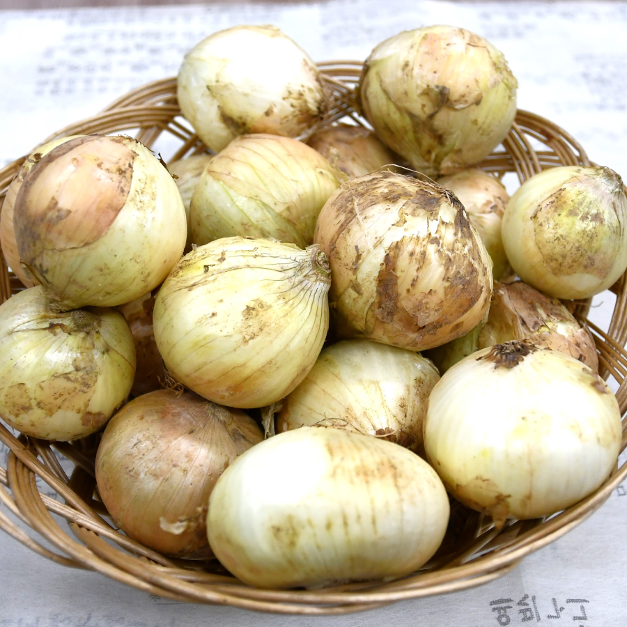 신선 달달한 황토밭 무안 햇 양파 3kg 이미지 6