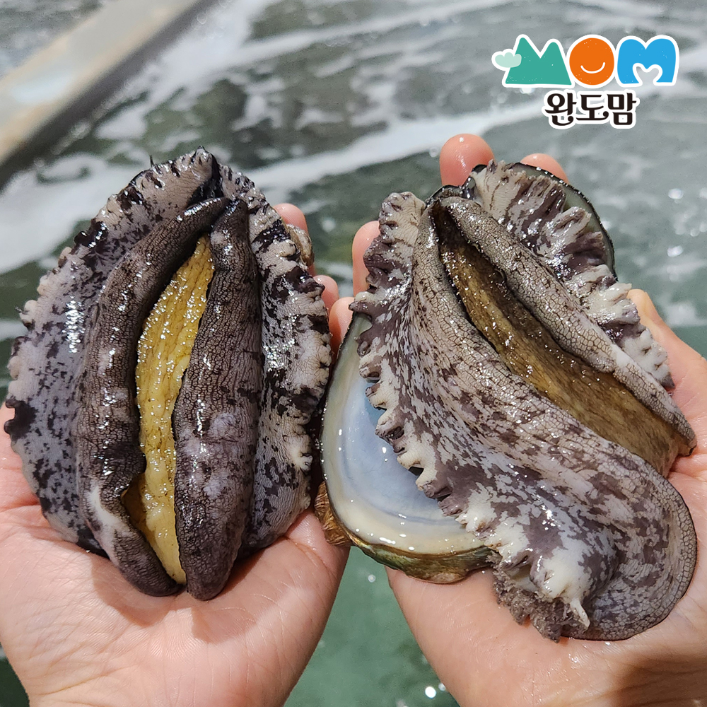 [완도맘]완도 활전복 1kg+세척솔 전복 특대전복 대통령전복 사이즈별