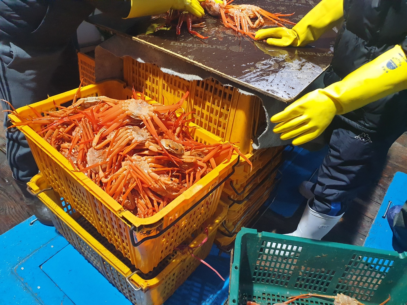선주직송 제철 홍게 대게 자숙 박달 연지 붉은 포항 구룡포 이미지 7