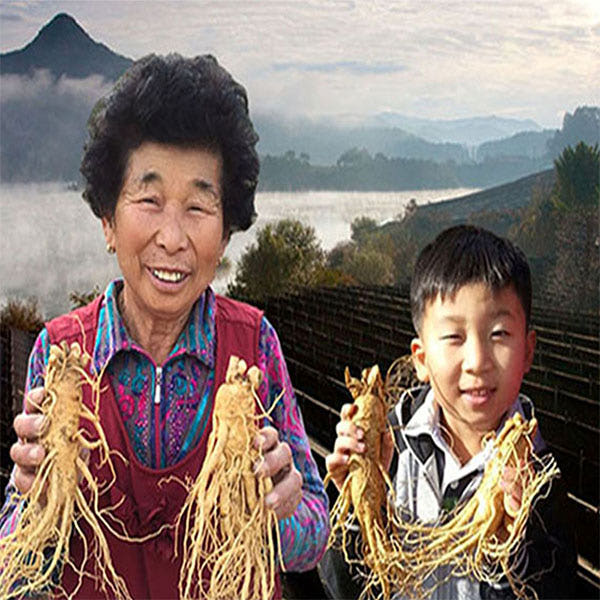 금산 참 인삼 수삼 난발삼 500g 세척 진공포장 가격 비교 참인삼 금산 참 인삼 수삼 난발삼 500g 세척 진공포장