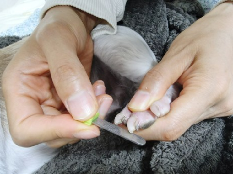 그램도그 강아지 고양이 LED 발톱깎이 애견 그라인더