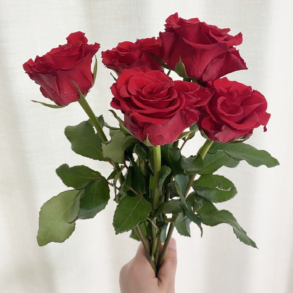 빨간장미 5송이 생화 푸에고 장미 성년의날 꽃배달 싼곳 - 상세 이미지 2