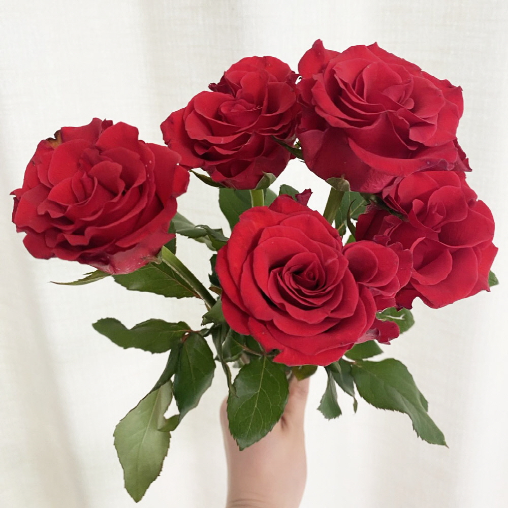 빨간장미 5송이 생화 푸에고 장미 성년의날 꽃배달 싼곳 - 상품 이미지