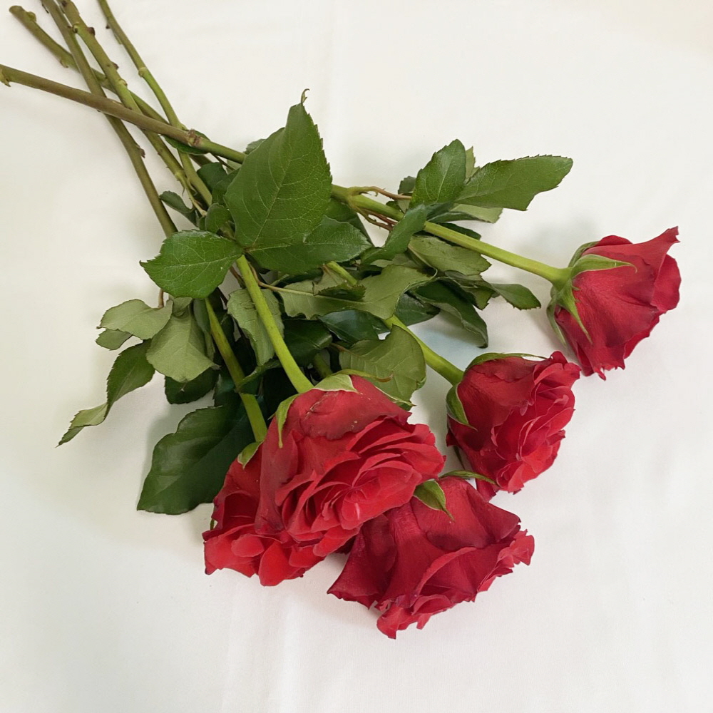 빨간장미 5송이 생화 푸에고 장미 성년의날 꽃배달 싼곳 - 상세 이미지 3