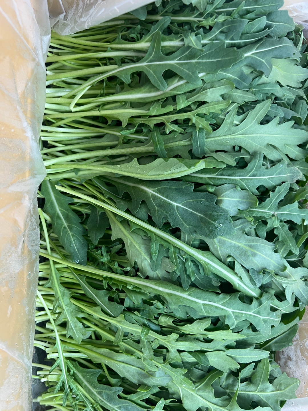 야채이야기 와일드루꼴라 1kg 특수채소 베이비 루꼴라(0.9-1kg)