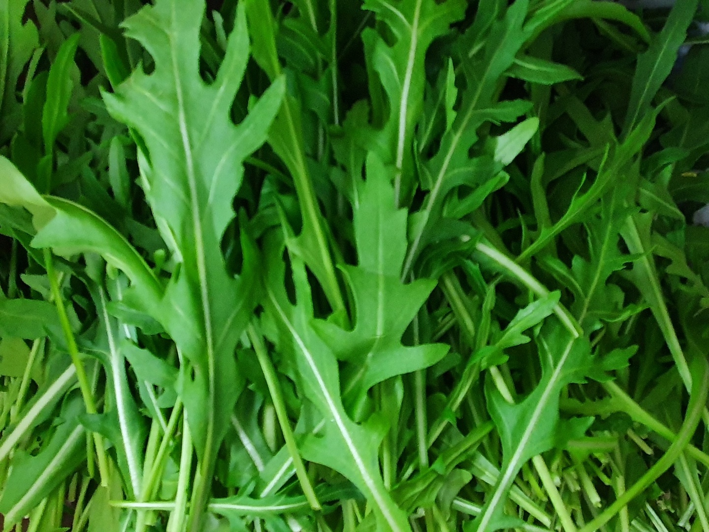 야채이야기 와일드루꼴라 1kg 특수채소 베이비 루꼴라(0.9-1kg)