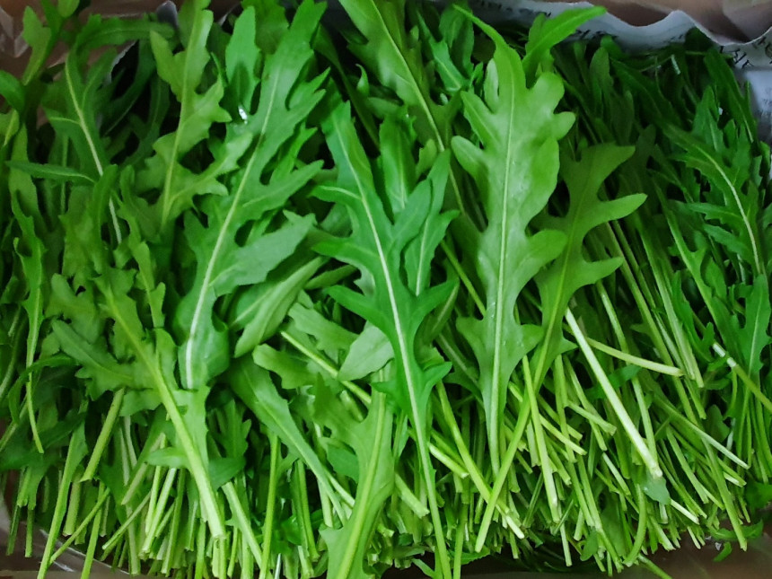 야채이야기 신선한 와일드루꼴라 1kg 베이비루꼴라 특수채소 특수야채