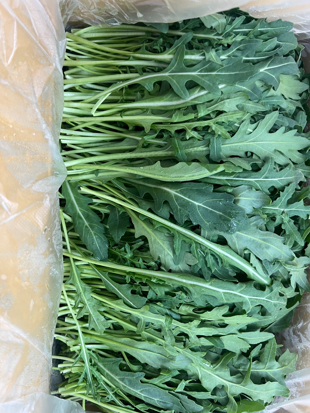 야채이야기 와일드루꼴라 1kg 특수채소 베이비 루꼴라(0.9-1kg)