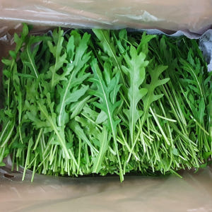 야채이야기 와일드루꼴라 500g 특수야채 베이비 루꼴라 맛있게 먹은 솔직 후기 - 상품 이미지 4