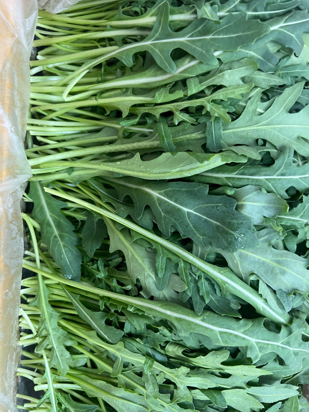 야채이야기 와일드루꼴라 1kg 특수채소 베이비 루꼴라(0.9-1kg)