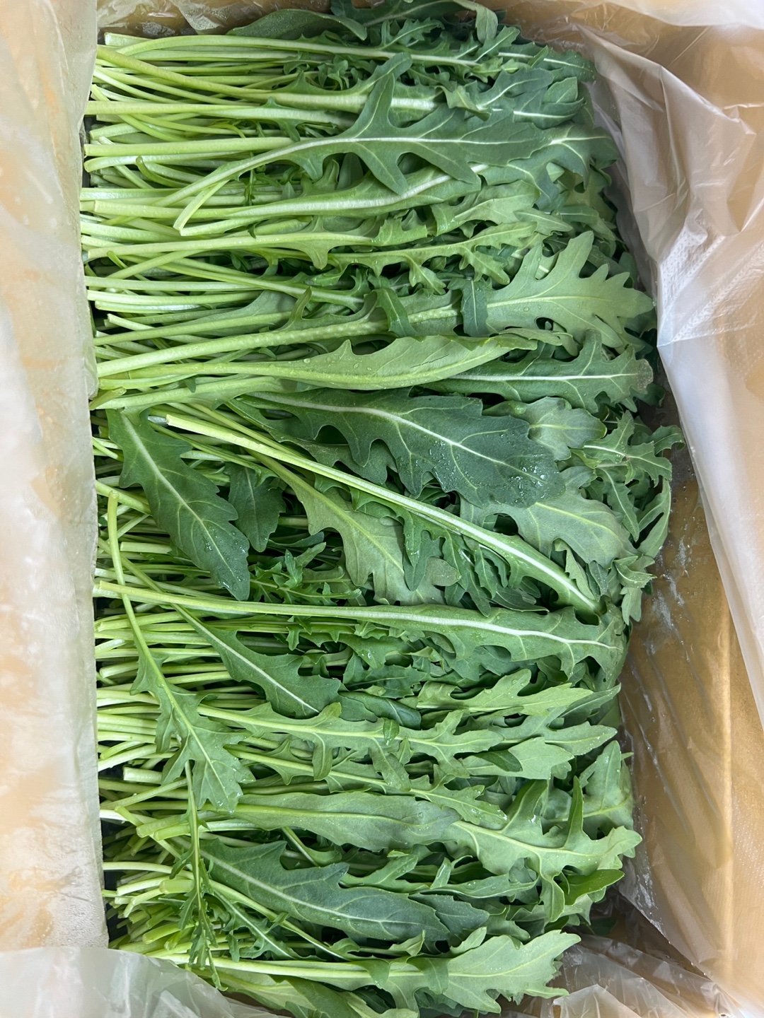 야채이야기 와일드루꼴라 1kg 특수채소 베이비 루꼴라(0.9-1kg)