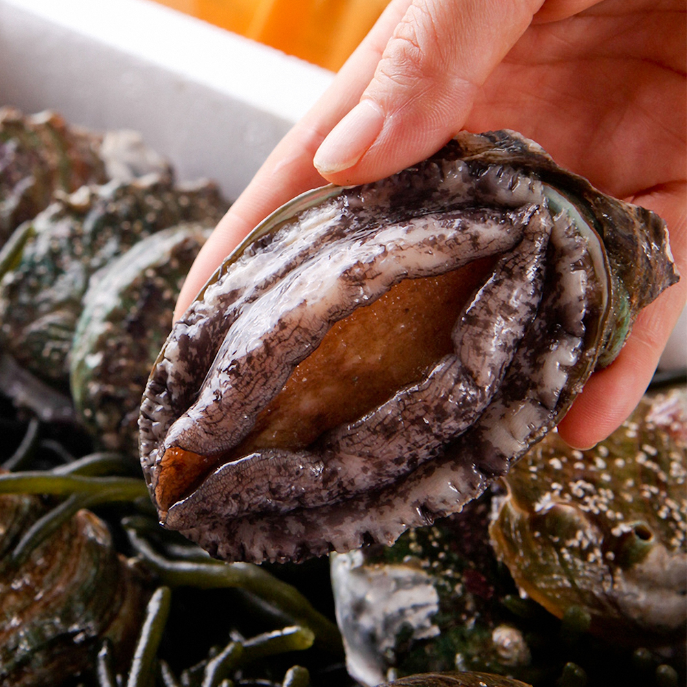 완도 활전복 1kg 꼬마 미니 선물 전복 산소포장 - 상세 이미지 4