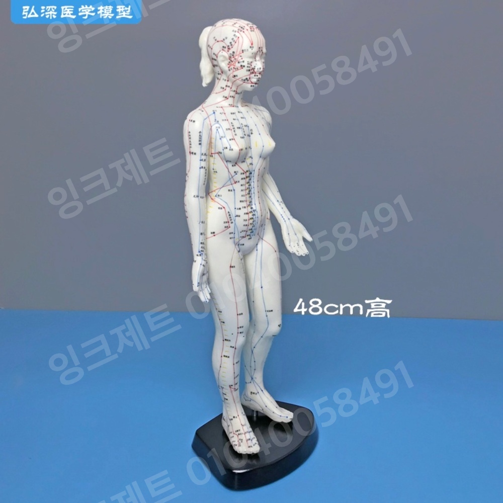 경혈모형 여자 혈자리 마네킹 동양 근육 경락 침구학 수지 - 상세 이미지 5