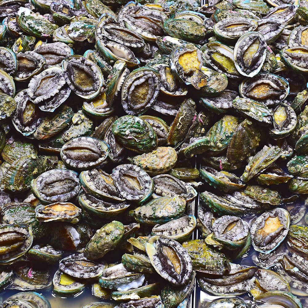 완도 활전복 1kg 꼬마 미니 선물 전복 산소포장 - 상세 이미지 5