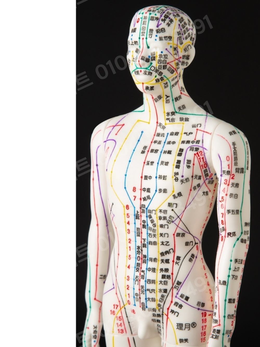 한의학 침술모형 혈자리 전신 경락 인체 경혈 남성 실습 - 상품 이미지