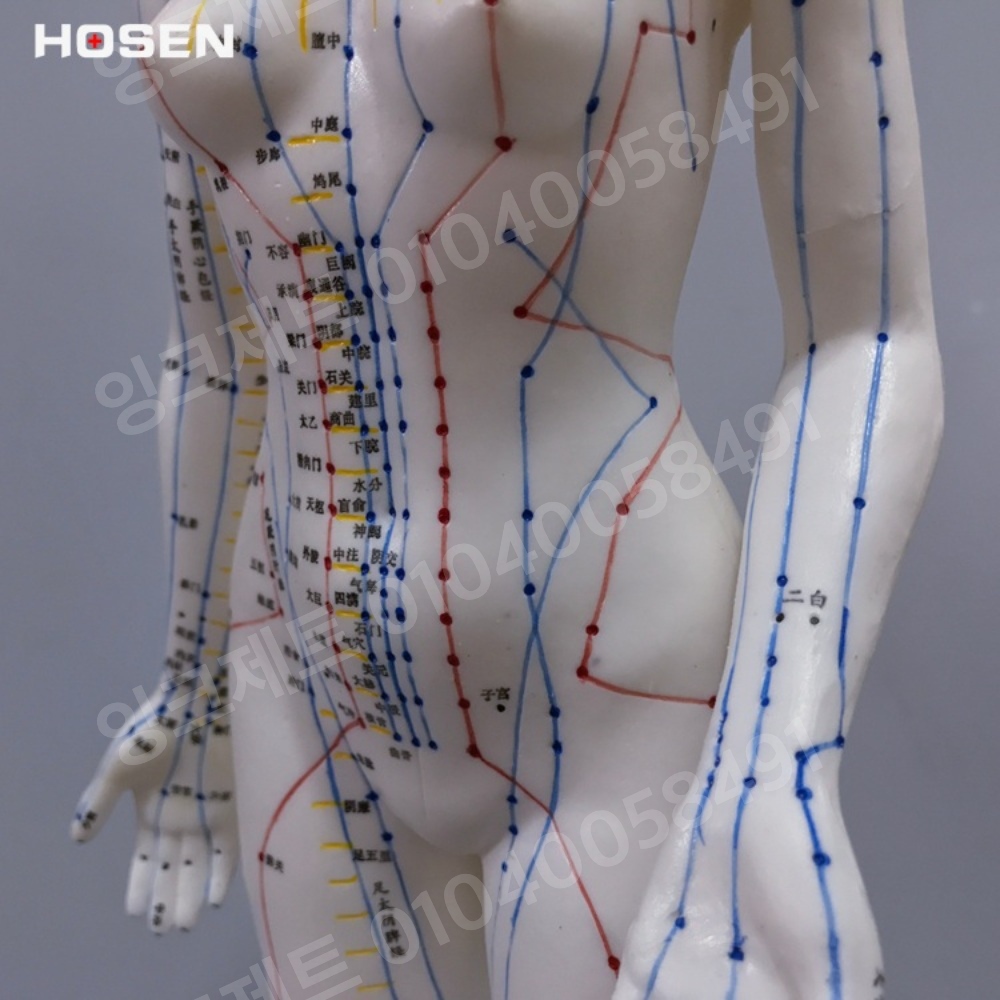 경혈모형 여자 혈자리 마네킹 동양 근육 경락 침구학 수지 - 상세 이미지 3