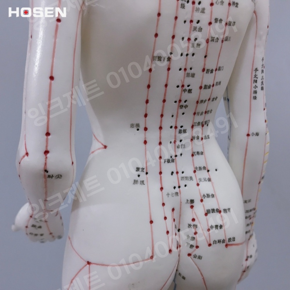 경혈모형 여자 혈자리 마네킹 동양 근육 경락 침구학 수지 - 상세 이미지 4