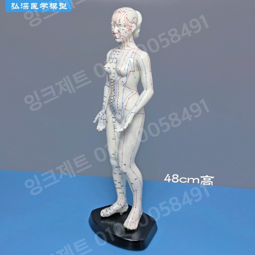 경혈모형 여자 혈자리 마네킹 동양 근육 경락 침구학 수지 - 상세 이미지 2
