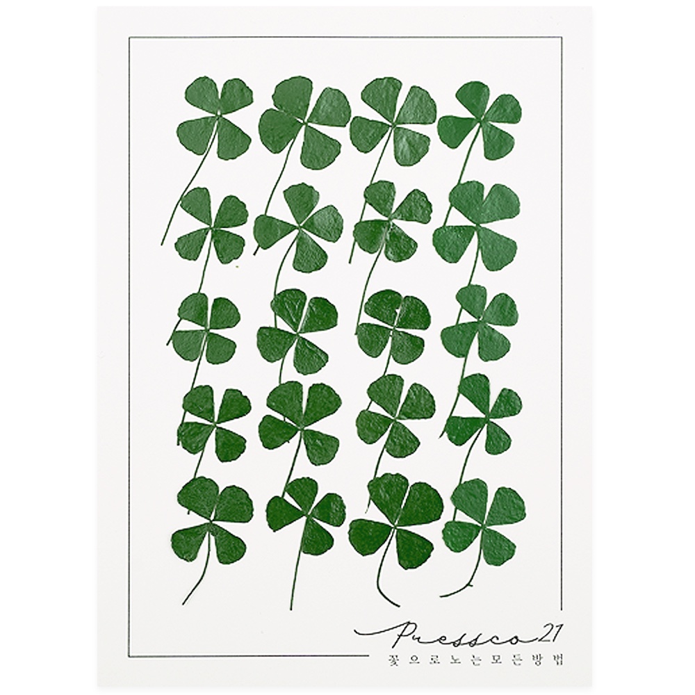 네잎클로버 압화 압화꽃 조화 압화재료 프레스코21 제품 이미지