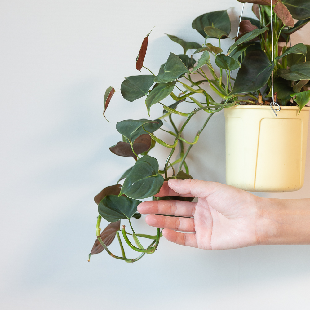 루피넘 행잉식물 행잉플랜트 키우기쉬운 반려식물 공중 늘어지는 음지 화분 플랜테리어