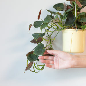 루피넘 행잉식물 행잉플랜트 키우기쉬운 반려식물 공중 늘어지는 음지 화분 ... 실사용 후기 | 효과 있을까? - 상품 이미지 2