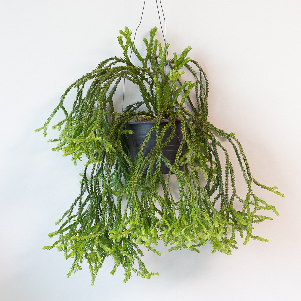 석송 행잉식물 행잉플랜트 키우기쉬운 반려식물 공중 늘어지는 음지 화분