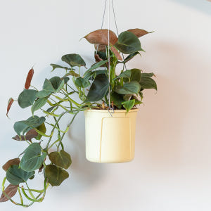 루피넘 행잉식물 행잉플랜트 키우기쉬운 반려식물 공중 늘어지는 음지 화분 ... 실사용 후기 | 효과 있을까? - 상품 이미지 1